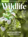 National Wildlife March 01, 2025 Issue Cover