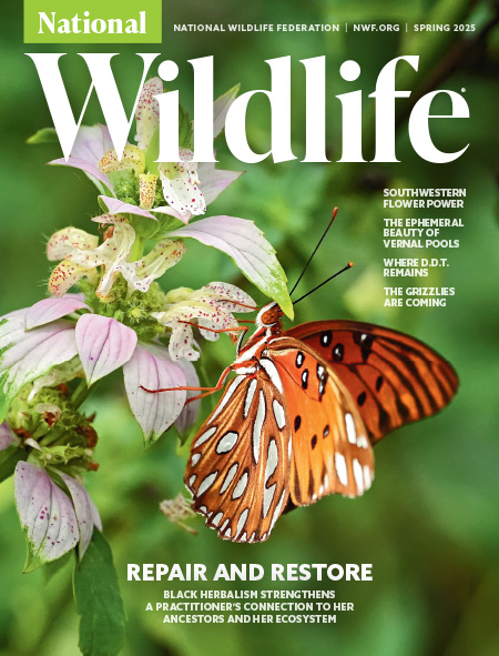 National-Wildlife March 01, 2025 Issue Cover