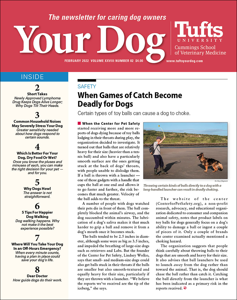 Your-Dog February 01, 2022 Issue Cover