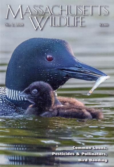 Massachusetts Wildlife June 01, 2018 Issue Cover