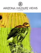 Arizona-Wildlife-Views May 01, 2019 Issue Cover
