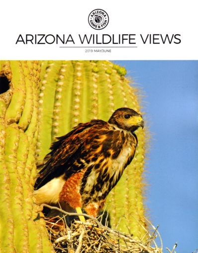 Arizona Wildlife Views May 01, 2019 Issue Cover