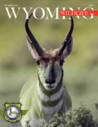 Wyoming-Wildlife September 01, 2020 Issue Cover