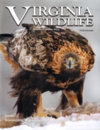 Virginia-Wildlife January 01, 2023 Issue Cover