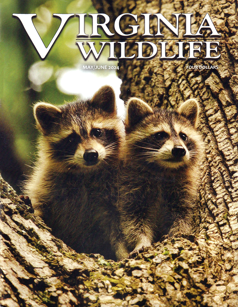 Virginia-Wildlife May 01, 2024 Issue Cover
