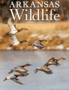 Arkansas-Wildlife January 01, 2026 Issue Cover