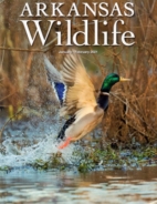 Arkansas-Wildlife January 01, 2021 Issue Cover