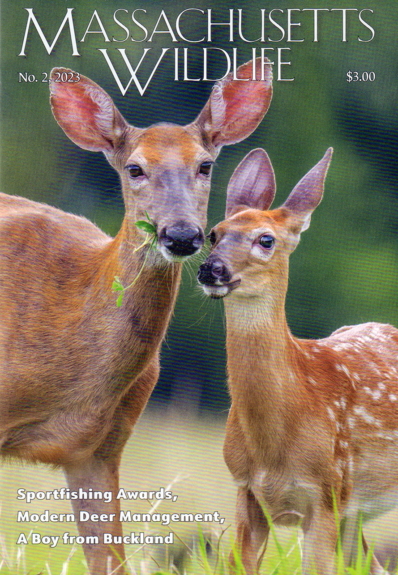 Massachusetts Wildlife June 01, 2023 Issue Cover