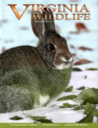 Virginia-Wildlife January 01, 2016 Issue Cover