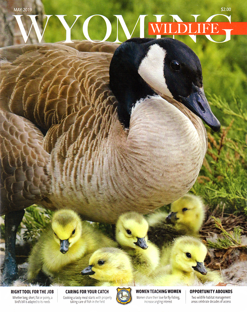 Wyoming-Wildlife May 01, 2019 Issue Cover