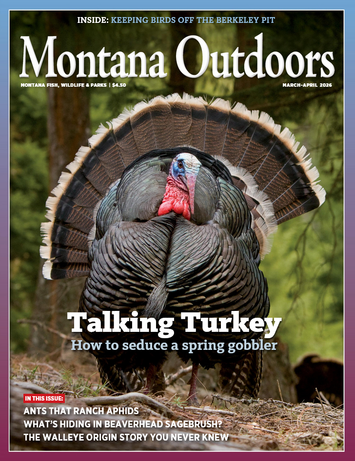Montana Outdoors March 01, 2026 Issue Cover