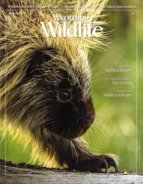 Wyoming-Wildlife April 01, 2015 Issue Cover