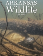 Arkansas Wildlife May 01, 2024 Issue Cover