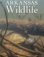 Arkansas-Wildlife May 01, 2024 Issue Cover