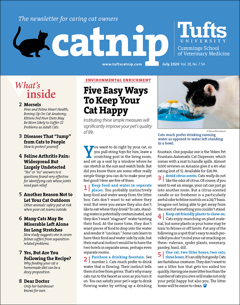 Catnip July 01, 2020 Issue Cover