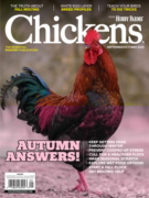 Chickens September 01, 2025 Issue Cover