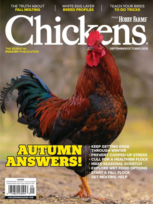 Chickens September 01, 2025 Issue Cover