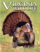 Virginia-Wildlife March 01, 2024 Issue Cover