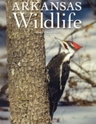Arkansas Wildlife January 01, 2024 Issue Cover