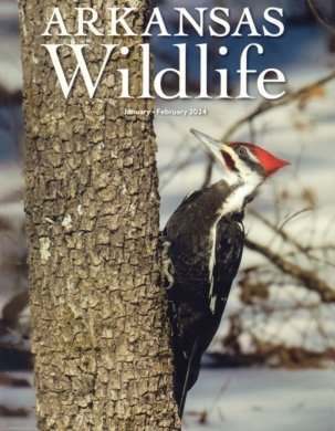 Arkansas Wildlife Magazine Subscription