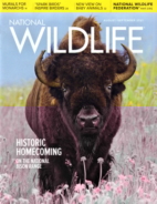 National-Wildlife August 01, 2021 Issue Cover
