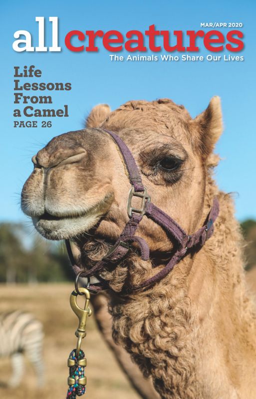 All-Creatures March 01, 2020 Issue Cover
