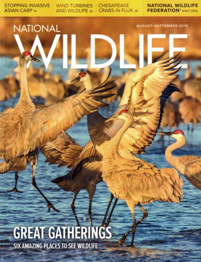 National Wildlife August 01, 2019 Issue Cover