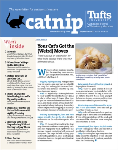 Subscribe to Catnip Newsletter for the Latest Cat News