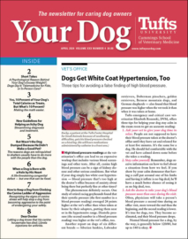 Your-Dog April 01, 2024 Issue Cover
