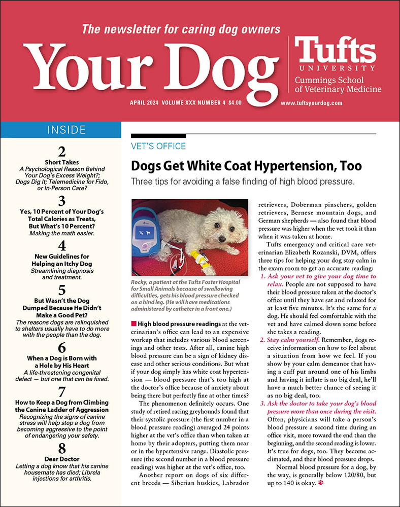 Your-Dog April 01, 2024 Issue Cover