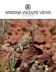 Arizona-Wildlife-Views July 01, 2025 Issue Cover