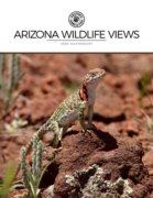 Arizona Wildlife Views July 01, 2025 Issue Cover