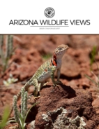 Arizona-Wildlife-Views July 01, 2025 Issue Cover