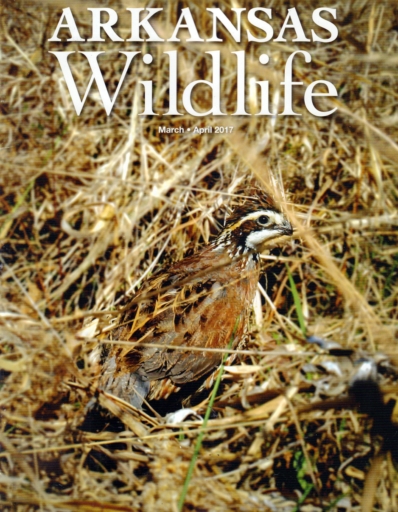 Arkansas Wildlife March 01, 2017 Issue Cover